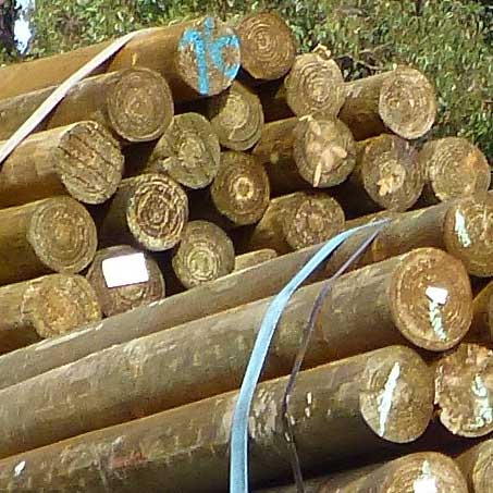 PINE POSTS